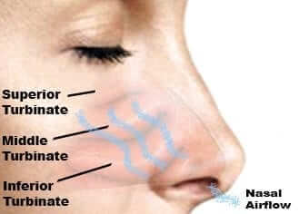 Illustration of nasal turbinates